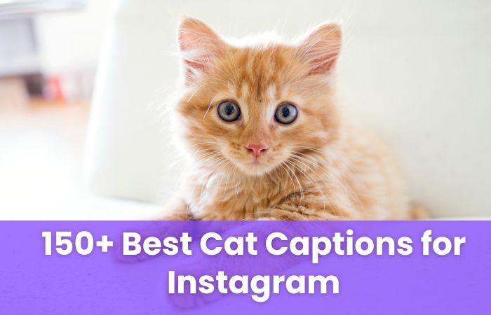 Best Cat Captions for Instagram