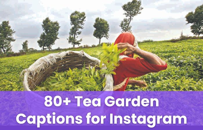 Tea Garden Captions for Instagram